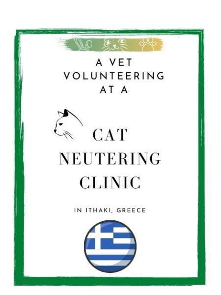 A Vet Volunteering at a Cat Neutering Clinic in Ithaki, Greece