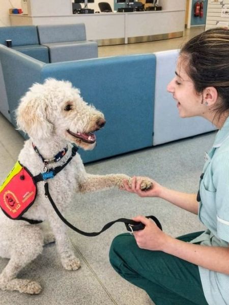 Coby – The Golden Doodle Assistance Dog