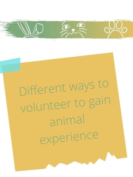 10 Different Ways to Volunteer to Gain Animal Experience
