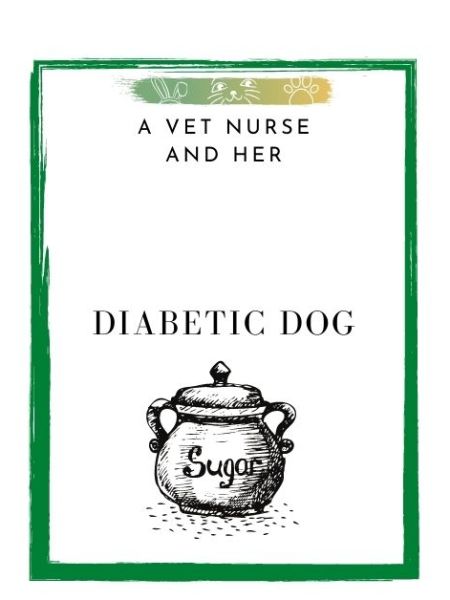 A Vet Nurse and Her Diabetic Dog