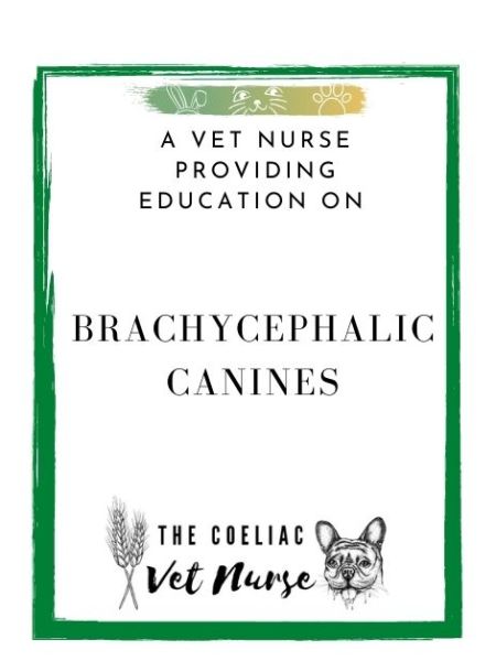 A Vet Nurse Providing Education on Brachycephalic Canines