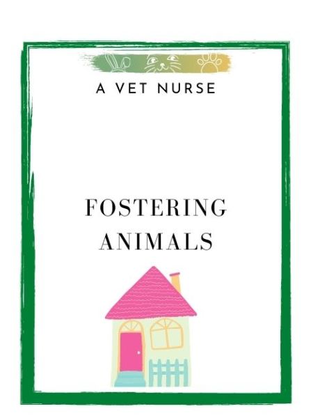 A Vet Nurse Fostering Animals