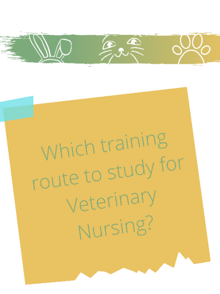 Which Training Route to Study for Veterinary Nursing in the UK?